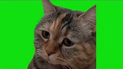 Sad Cat Meowing Meme Green Screen Chroma Key Template