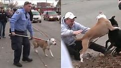 Pit bull broke free and attacks a man and his dog