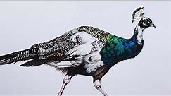Peacock Drawing in Color Pencils | How to Draw a Peacock | Bird Drawing