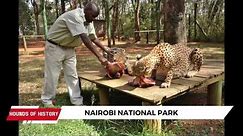 The Hounds Go On A Journey To Discover Nairobi National Park