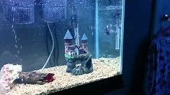 55 gallon fish tank from Walmart