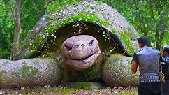 The World's Biggest Tortoise