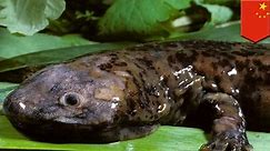 World's largest amphibian found to be a new salamander species
