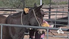Halter Training a Mule