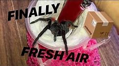 Tarantula Unboxing ~ AFTER 1 WHOLE DAY !!!
