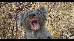 Koala Call