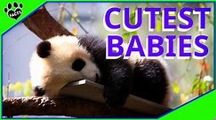 Top 10 Cutest Baby Animals in the World
