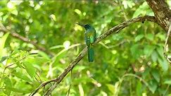 Green-Tailed Jacamar (G. galbula) female chased away by a Thamnophilus doliatus male, French Guiana