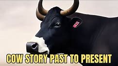 Cows Ancient Lineage Story: 20M Years of Evolution | Wildlife Cow Documentary - Nature