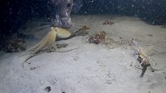 Octopus vs Crab