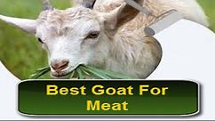 Best Goat breeds for Meat Production In The World