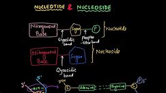 What is Nucleotides and Nucleosides