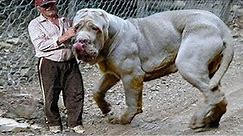 15 Biggest Dog Breeds In The World