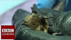 Seeking rare bats in London – BBC London