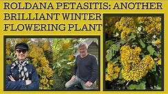 How to grow Roldana petasitis: another sensational winter flowering plant from Mexico!