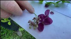 Maryland invasive vine! Akebia quinata