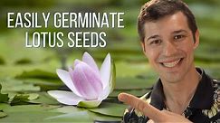 How To Plant a Lotus Seed!
