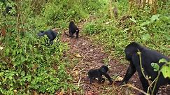 Gorillas can live a wonderful... - National Geographic Africa