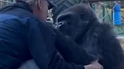 Emotional Reunion between a Gorilla and His Keeper