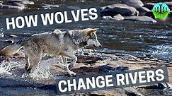 Yellowstone : Comment les loups changent le cours des rivières