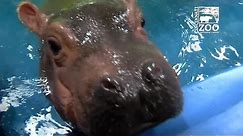 Baby hippo Fiona meets parents