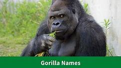 374 Cheeky Gorilla Names for Your Jungle Buddy - Animal Hype