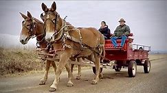 Driving Mules With Farmer Bob