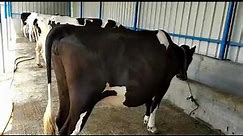Krishnagiri Farm House High Breed HF Cows