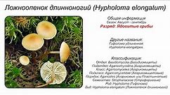 Ложноопенок длинноногий (Hypholoma elongatum)