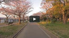 Virtual Walk in Osaka Japan -Treadmill Video of Cherry Blossom, Japanese and Palace Gardens