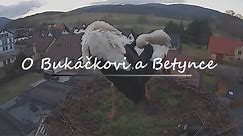 Ze života čápů - O Bukáčkovi a Betynce | From the life of storks - About Bukacek and Betynka