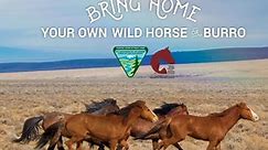 Wild Horse and Burro Adoption and Sale Events | Bureau of Land Management