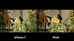 Google Pixel Vs iPhone 7 Camera Comparison