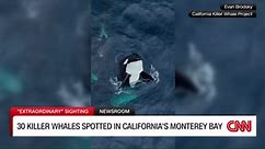 30 killer whales spotted in Monterey Bay over weekend