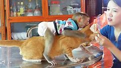 Very Sweet And Lovely!! Cat Laying Down For Donal Hug And Ride To Wait Mom Feed Fruits
