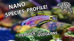 PEACOCK GUDGEONS!! Keeping, Feeding & Breeding - Species Profile