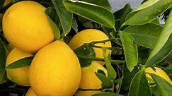 Meyer Lemon Tree Care: It's Sweeter Than You Think!