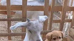 Cute baby dog with cute goat #viralreels #fbreels23 #animals #fbreelsvideo #doglover | Top cute animals