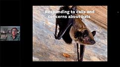 Responding to Calls and Concerns about Bats