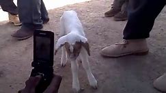 human Crossbreeding with goat
