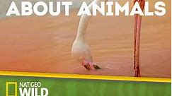 Everything You Didn't Know About Animals: Season 1 Episode 5 Tigers, Rhinos & Naked Mole Rats