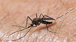 IDPH monitoring Cook Co. case of West Nile Virus