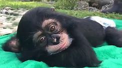 Watch how baby chimp... - Zoological Wildlife Foundation