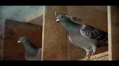 La paloma de GRAN FONDO ¿nace o se hace?