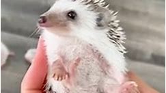 A young lady rescued a newborn hedgehog