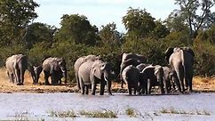 4K Wild Animals - Africa, Mana Pools National Park - Scenic Wildlife Film With Calming Music