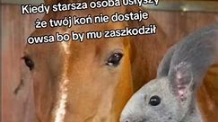 Konie u Was jedzą owies? #konie #koń