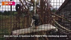 Tay FM - 🎥: Zoos and safari parks are able to open their...
