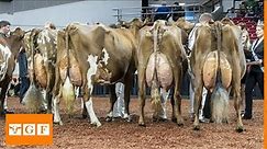 Top 8 Dairy Cattle Breeds İn the World