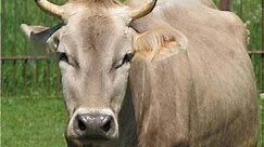 Top 10 dairy cow breeds